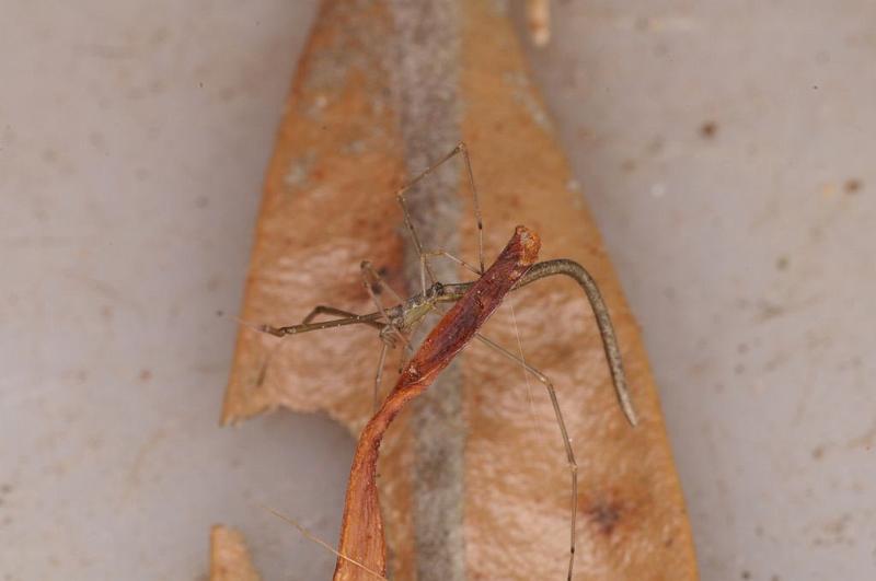 Ariamnes_colubrinus_D8003_Z_88_North Stradbroke island_Australie.jpg